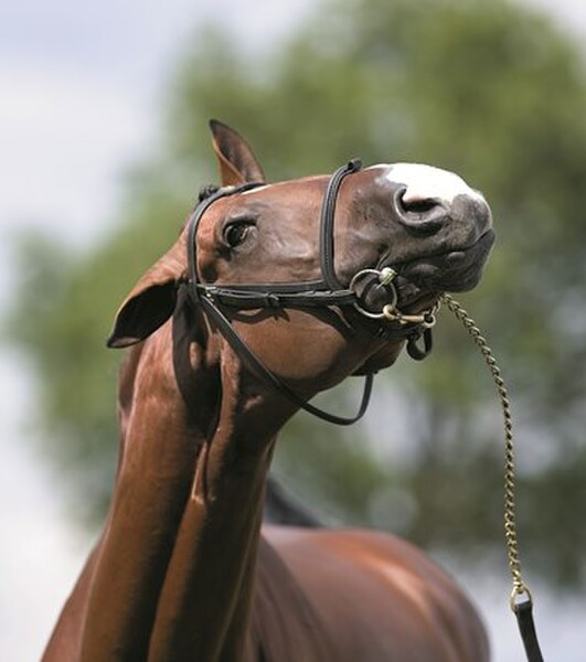 AnimalMRT Head Shaking in Horses