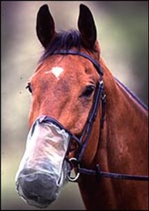 Animal Mrt One Of My Recent Neurological Head Shaking Cases
