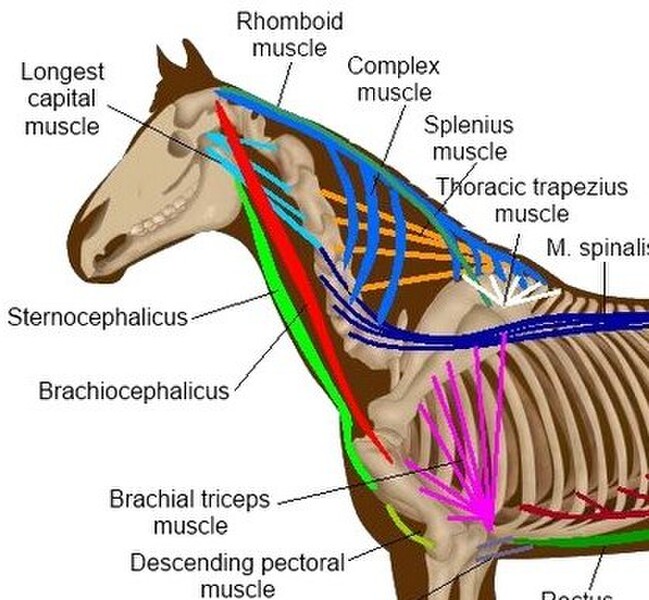 AnimalMRT Equine Head & Neck Issues