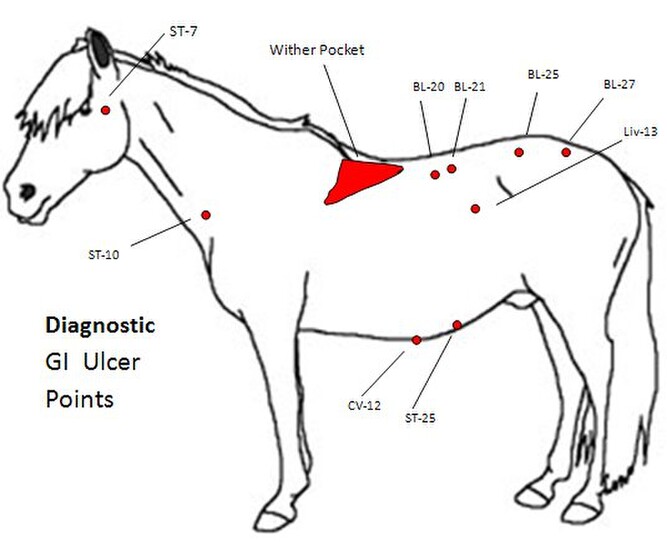 AnimalMRT Gastric Ulcers inrelation to Muscular pain