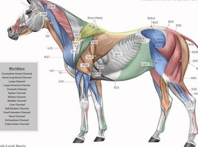 Canine Trigger Point Chart